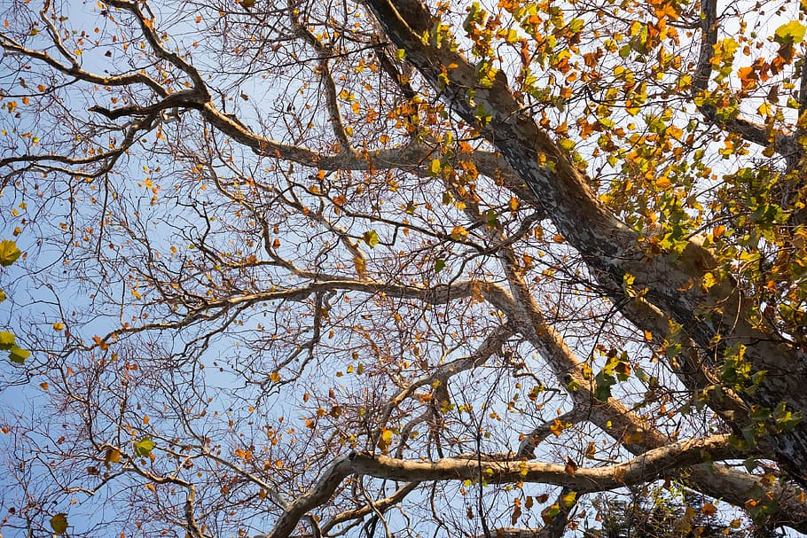 expand, grow, bound, sky, autumn, leaf, park, forest, nature HD wallpaper