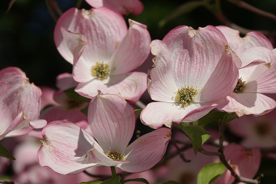 ornamental apple tree, flowers, spring, flowering plant, fragility HD wallpaper