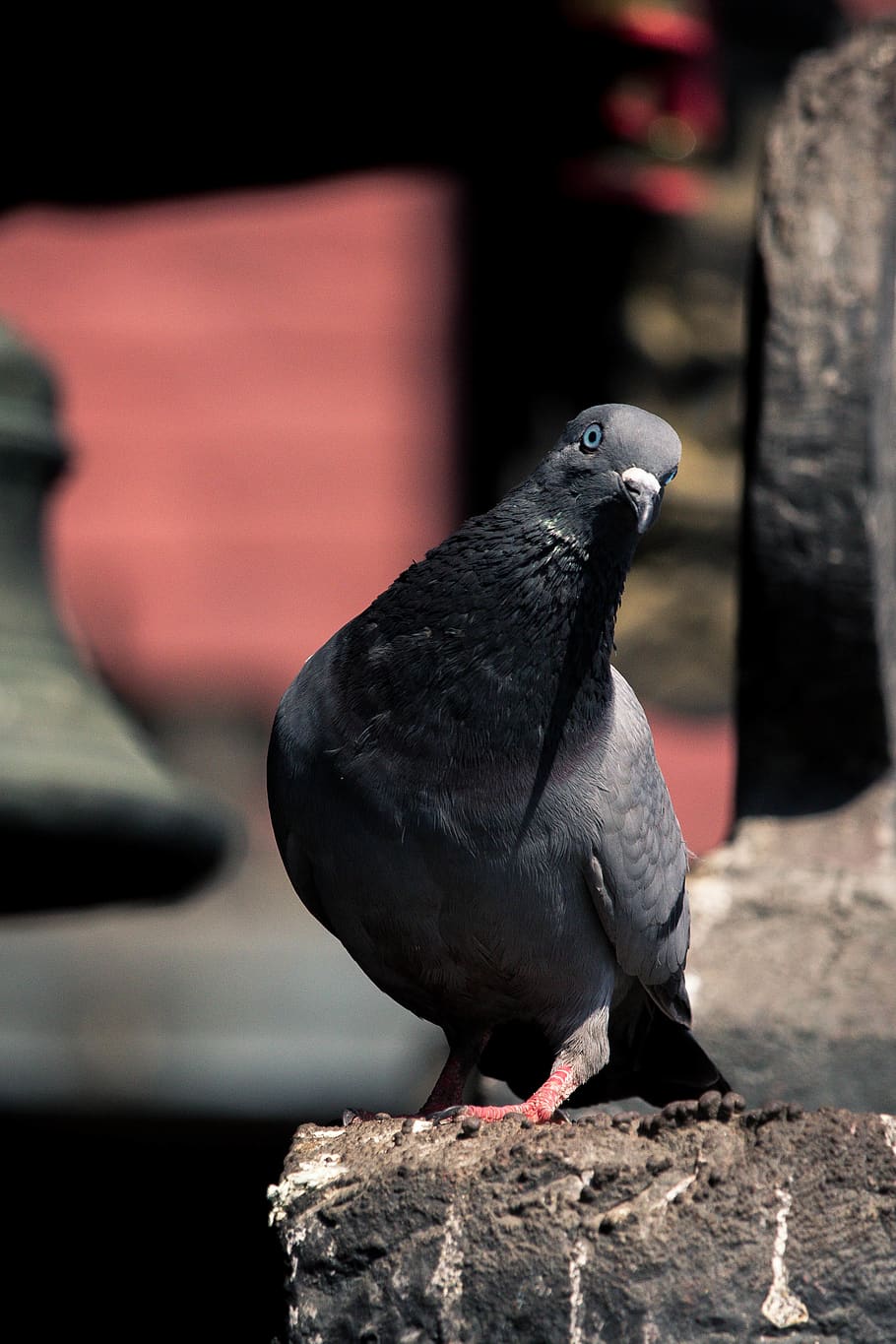 pigeon, bird, animal themes, vertebrate, animal wildlife, animals in the wild HD wallpaper
