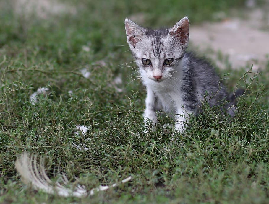 cat, small, nice, curiosity, feline, animals, domestic, animal themes HD wallpaper