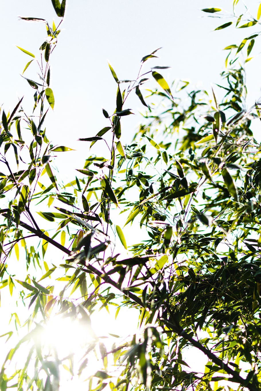 green-leafed branch during day, plant, growth, no people, low angle view HD wallpaper