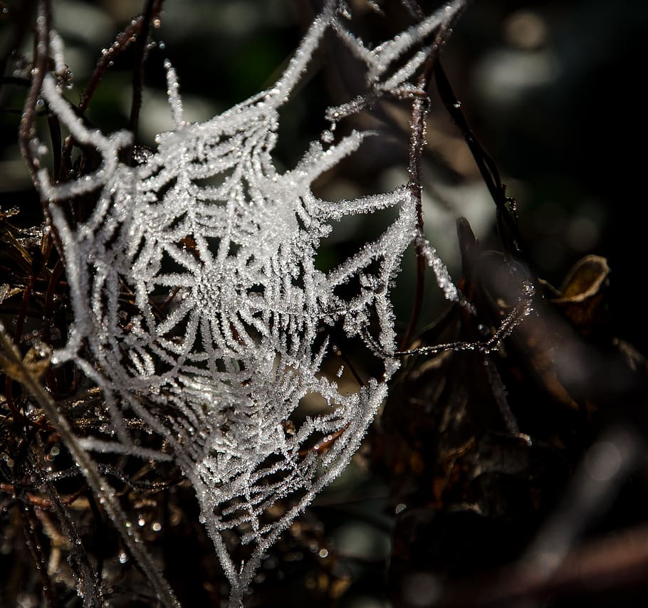 spiderweb, frozen, white, dark, winter, cold, close-up, cold temperature HD wallpaper
