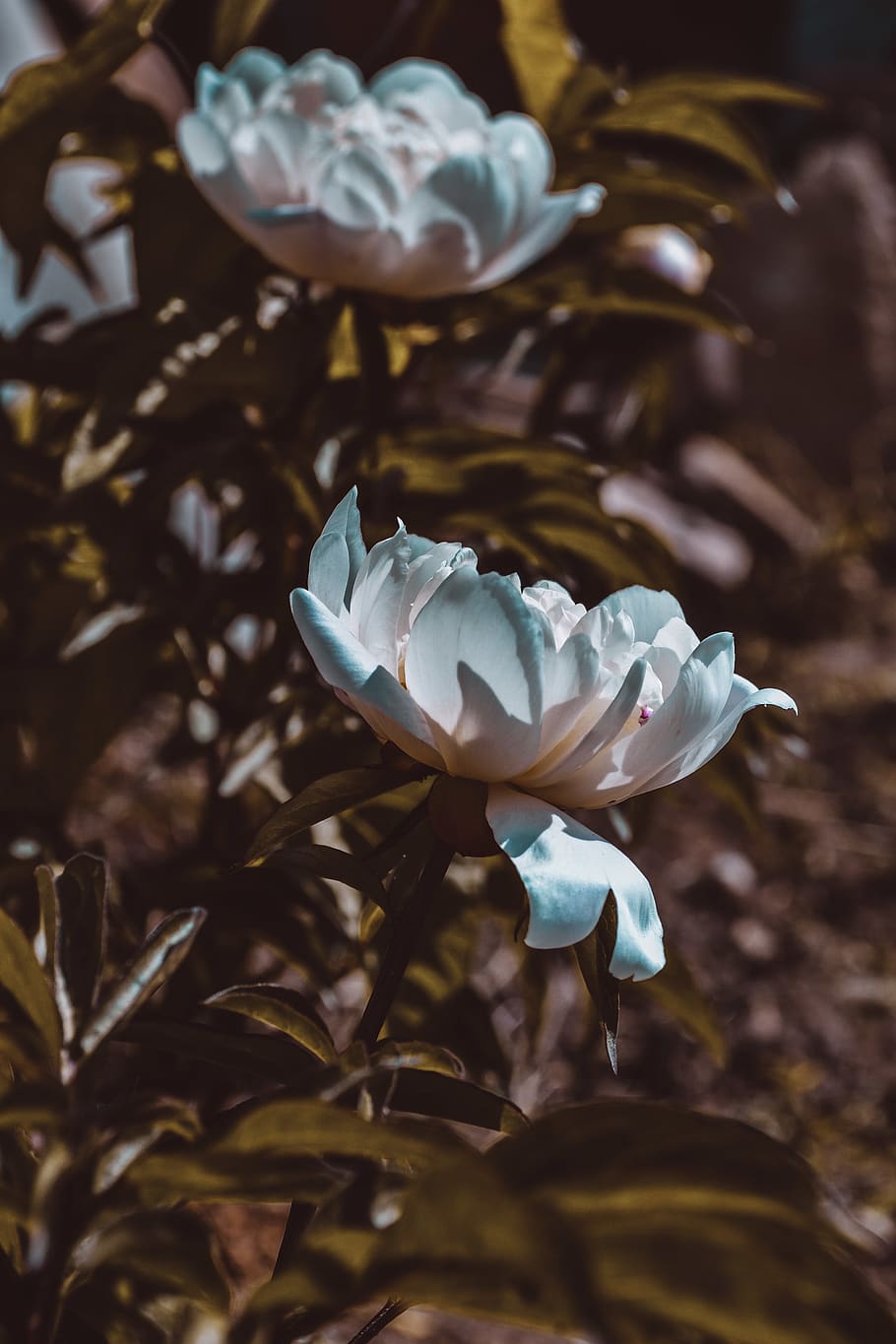 two blue flowers, petal, plant, russia, dmitrov, leaf, sunlight HD wallpaper