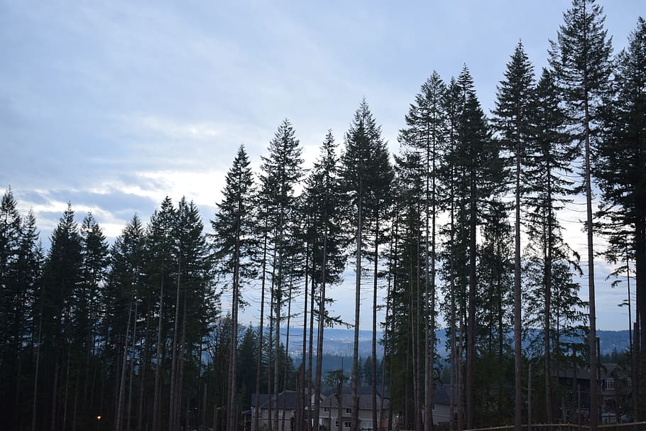 canada, coquitlam, nature, trees, british columbia, winter HD wallpaper