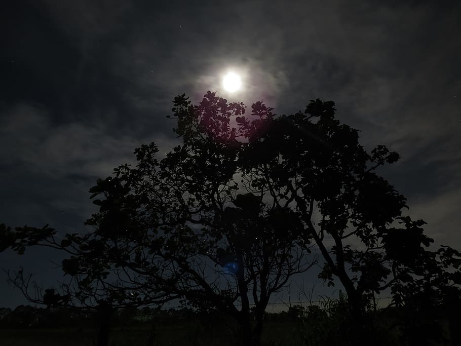 home, forest, tree, moon, night, dawn, cloud, clouds, leaf HD wallpaper