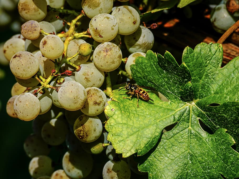 grapes, fruit, vine, winegrowing, ripe, sweet, healthy, grapevine HD wallpaper