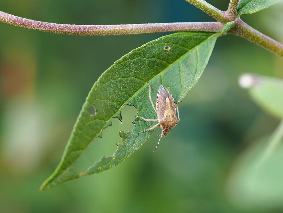 beetle, leaf, nature, insect, macro, close up, plant, cute HD wallpaper
