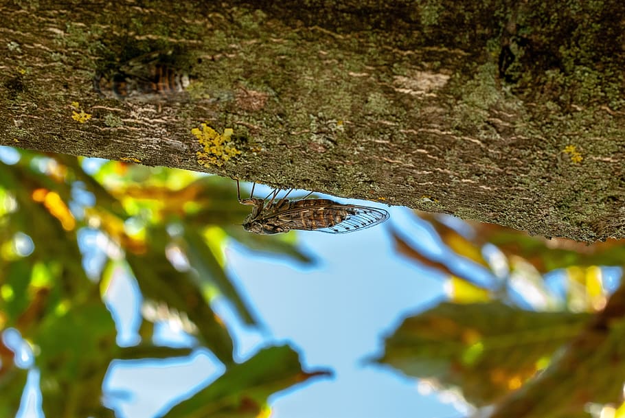 cicada, south, insect, wing, transparency, animals in the wild HD wallpaper