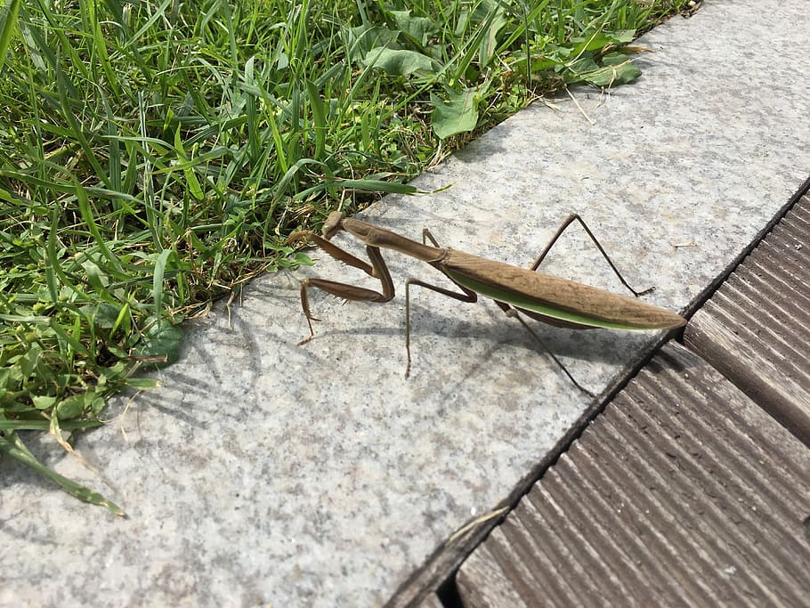 mantis, 사마귀, 곤충, bugs, bugandamp;amp;#x27;s life HD wallpaper