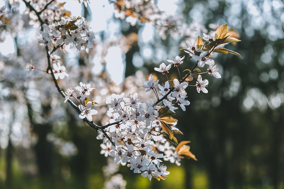 white petaled flowers, plant, blossom, cherry blossom, pollen HD wallpaper