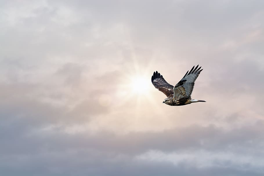 bird, sky, air, clouds, sun, adler, dom, flying, animal wildlife HD wallpaper