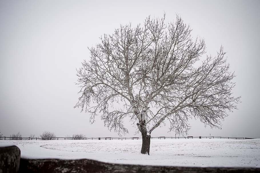 alone, tree, nature, lonely, landscape, snow, winter, ice, fog HD wallpaper