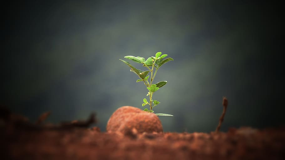 green leaf plant sprout, seedling, soil, earth, growth, nature, HD wallpaper