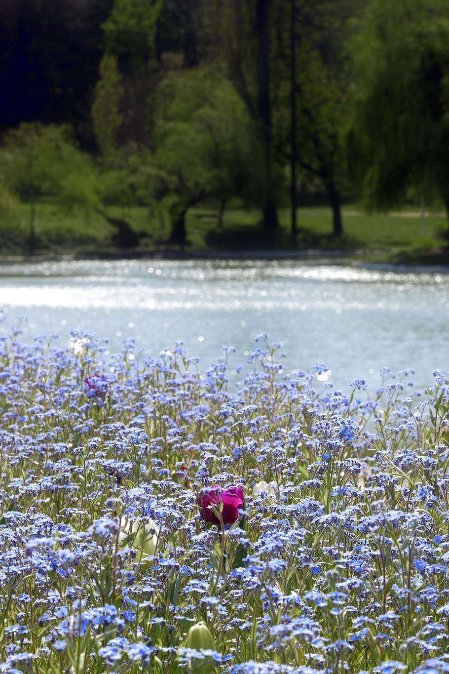 flowers, blue, nature, spring, supplies, plants, tulips, lake HD wallpaper