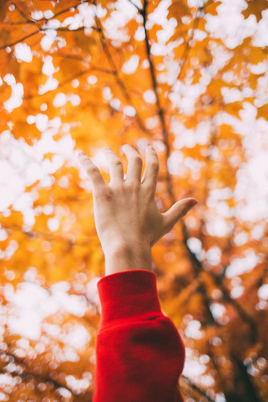 left human hand raising front of maple tree, finger, red, white HD wallpaper