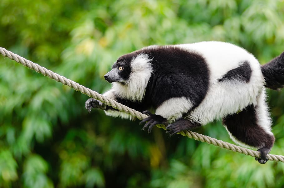 White and Black Lemur, animal, animal photography, blur, close-up, HD wallpaper