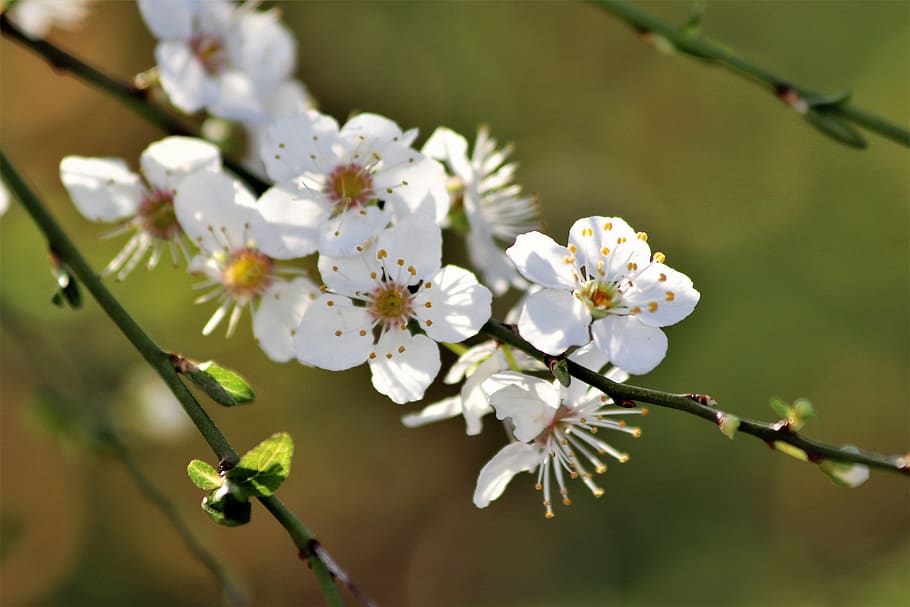 white flowers, branches, spring, blossom, blooming, nature HD wallpaper