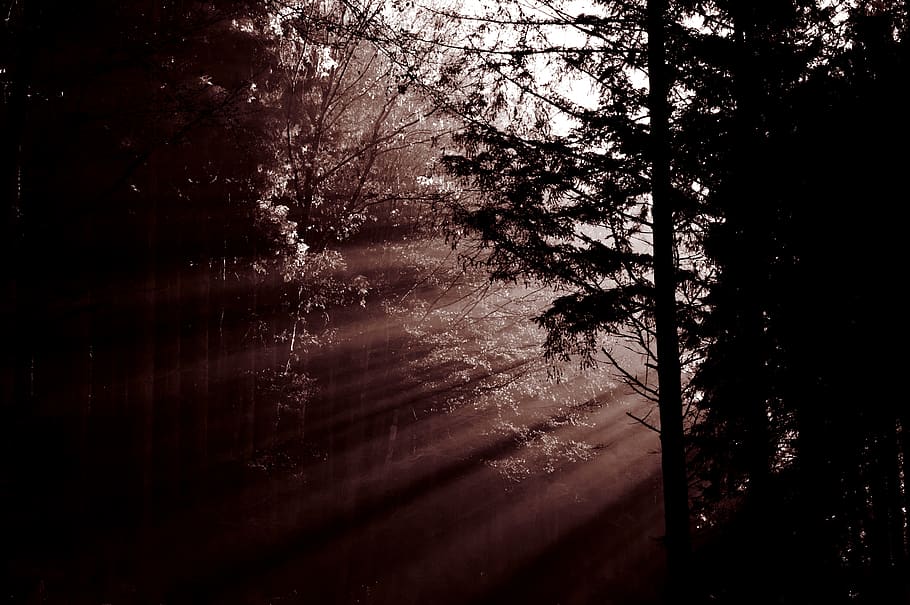 forest, sunbeam, mood, trees, haze, light, atmosphere, plant HD wallpaper