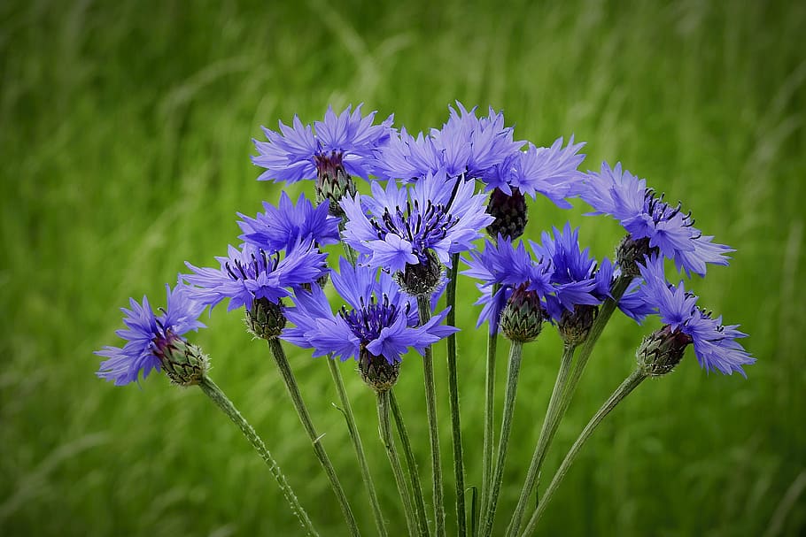 cornflowers, spring, meadow, nature, flowering plant, freshness, HD wallpaper