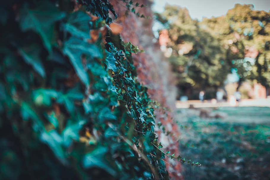Selective Close-up Photography of Bushes, blurred background HD wallpaper
