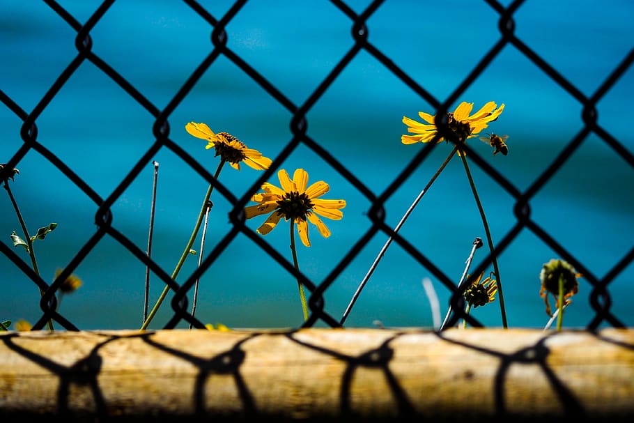 flower, net, bee, ocean, flowering plant, fence, chainlink fence HD wallpaper