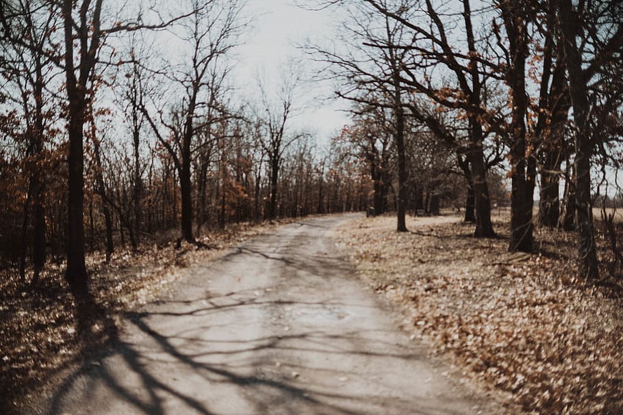 trees and road, path, plant, nature, ground, outdoors, trail HD wallpaper