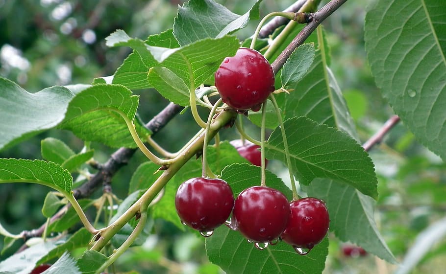 fruit, cherries, nature, leaf, eating, tree, sprig, healthy eating HD wallpaper