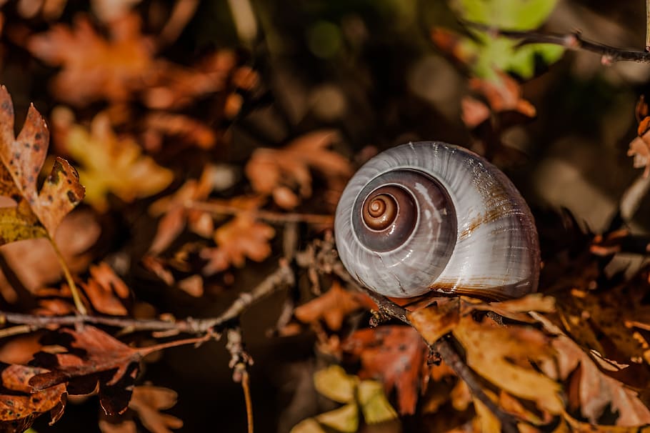 snail, autumn, leaves, casing, october, golden, gastropod, close-up HD wallpaper