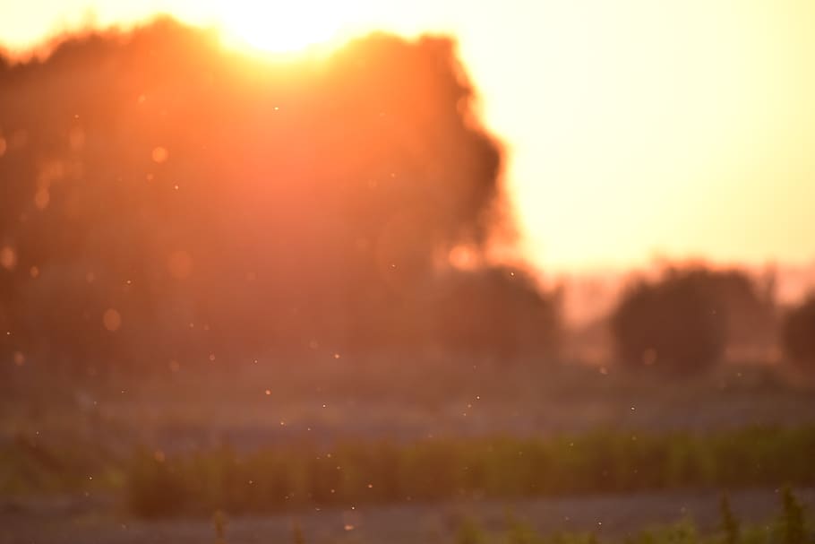 france, clairmarais, sunset, light, trees, nature, orange, dust HD wallpaper