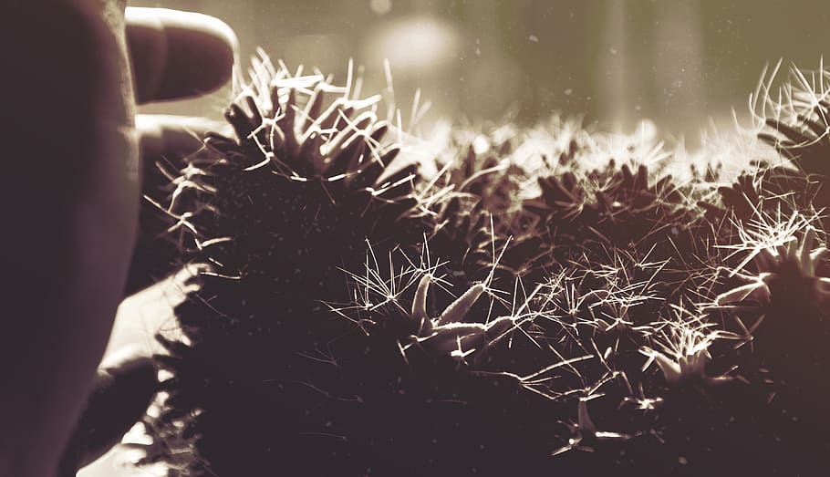 nature, cactus, touch, soft, warm, one person, plant, close-up HD wallpaper