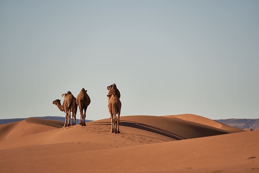 desert, sahara, camels, animals, sand, landscape, dry, hot