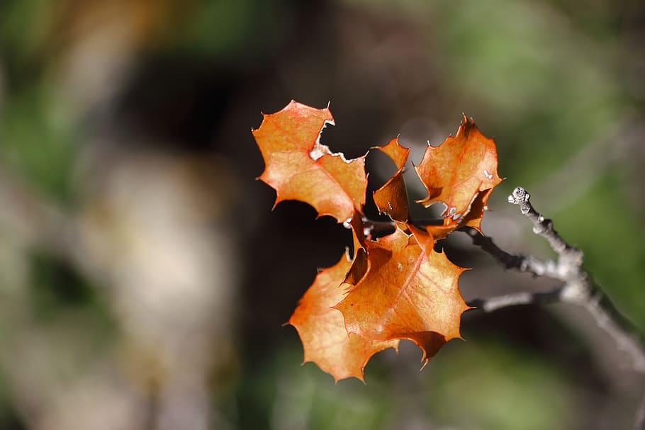 branches, brown, fall colors, focus background, warm colors HD wallpaper