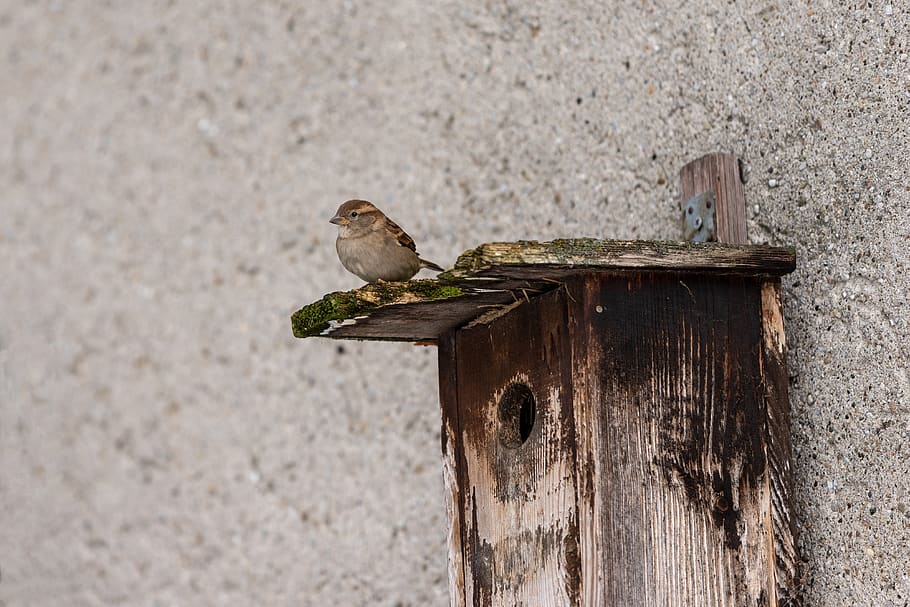 sparrow, aviary, sperling, bird, nature, animal, plumage, animal world HD wallpaper