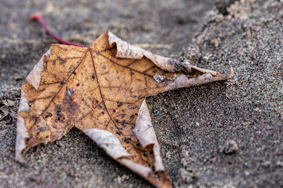 leaf, sand, beach, art, beach shore, plant part, autumn, dry HD wallpaper