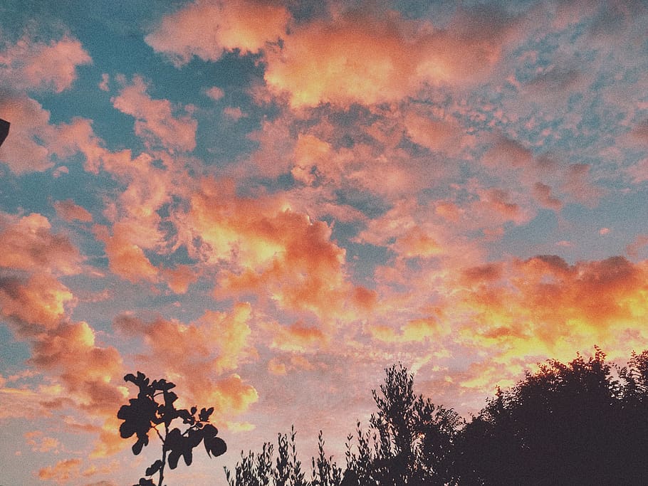 clouds, sunset, beauty, sky, cloud - sky, tree, plant, beauty in nature HD wallpaper
