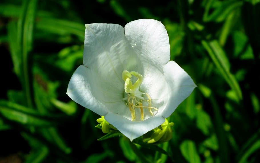 rozwar, flower, white, closeup, nature, garden, beautiful, the petals HD wallpaper