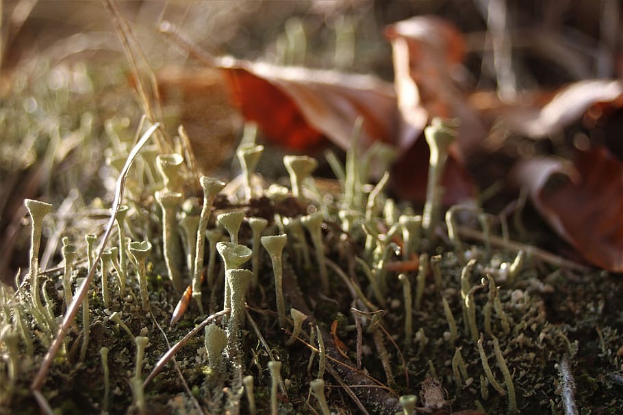 forest, moss, foliage, in the fall, nature, mushroom, selective focus HD wallpaper