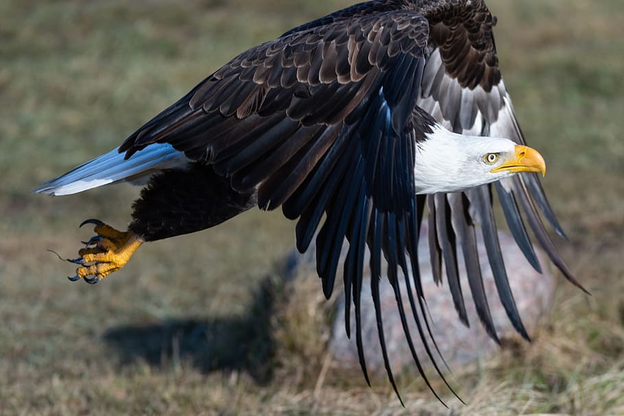 Bald Eagle over green grass field, bird, animal themes, vertebrate HD wallpaper