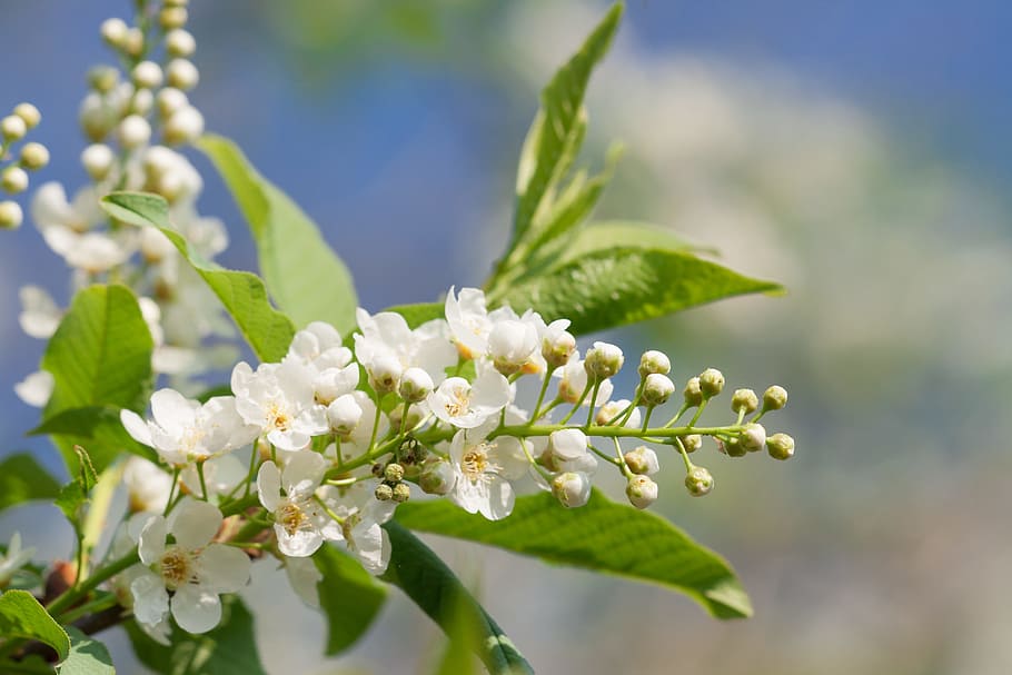 beautiful, blossom, bright, bunch, closeup, detail, flora, floral HD wallpaper