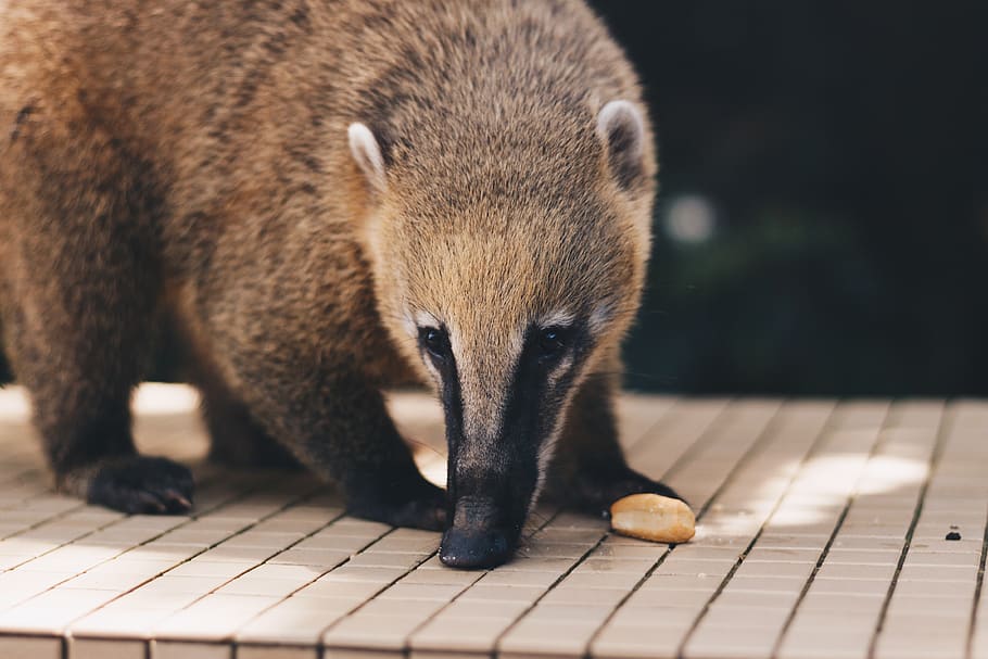 iguaçu falls, brazil, coati, animal, one animal, animal wildlife, HD wallpaper