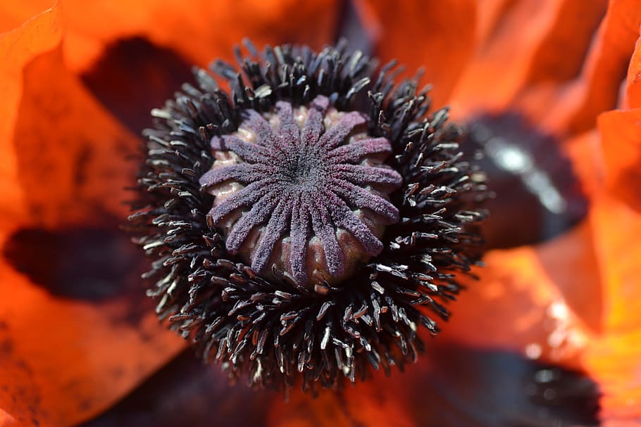 flower, poppy, macro, red, nature, blossom, bloom, mohngewaechs HD wallpaper