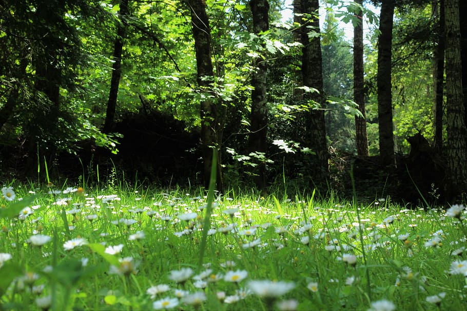 green, grass, trees, plant, nature, flower, field, garden, growth HD wallpaper