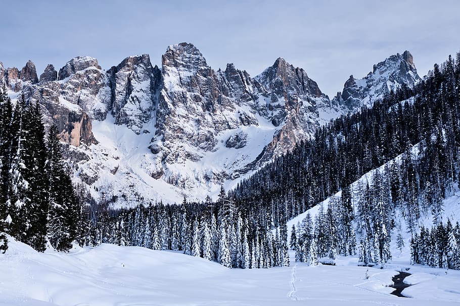 snow-capped mountain, nature, outdoors, tree, plant, fir, abies HD wallpaper
