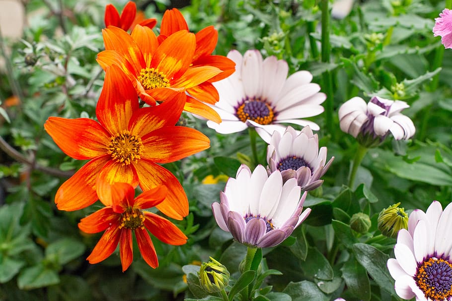 flowers, white, orange, bloom, spring, garden, in the garden HD wallpaper