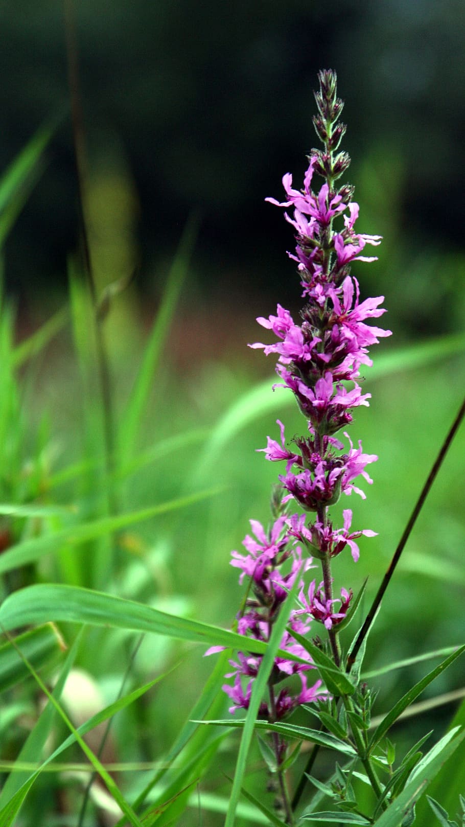 nature, meadow, summer, grass, flowers, plant, flora, the petals HD wallpaper