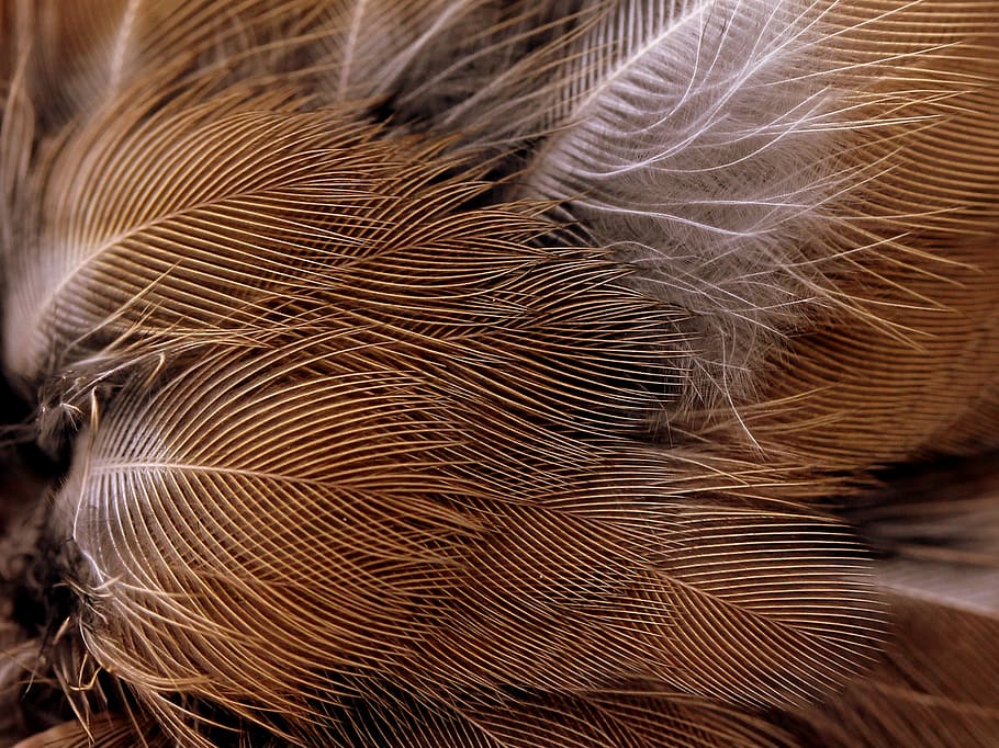 snowflakes, feather, birds, close-up, no people, animal, animal themes HD wallpaper