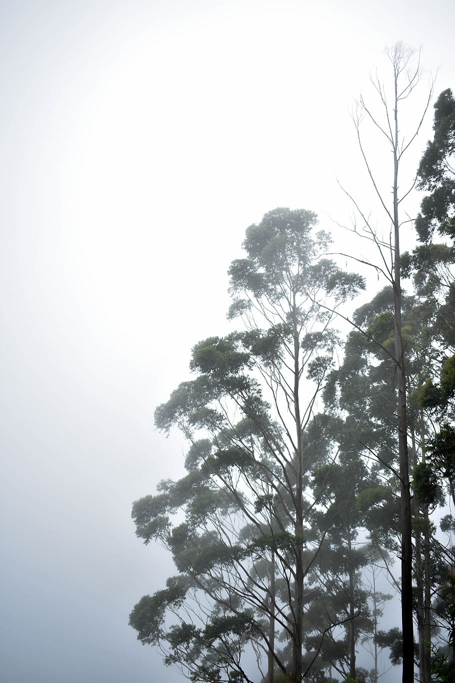 mist, tree, trees, green, nature, nikon, plant, sky, low angle view HD wallpaper