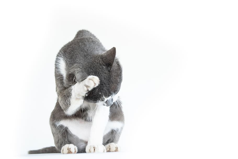 cat, pet, animal, mammal, one animal, animal themes, domestic HD wallpaper