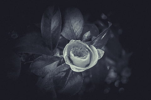 fores, flor, flores, nose, natural, viejo, old, pic, flower HD wallpaper