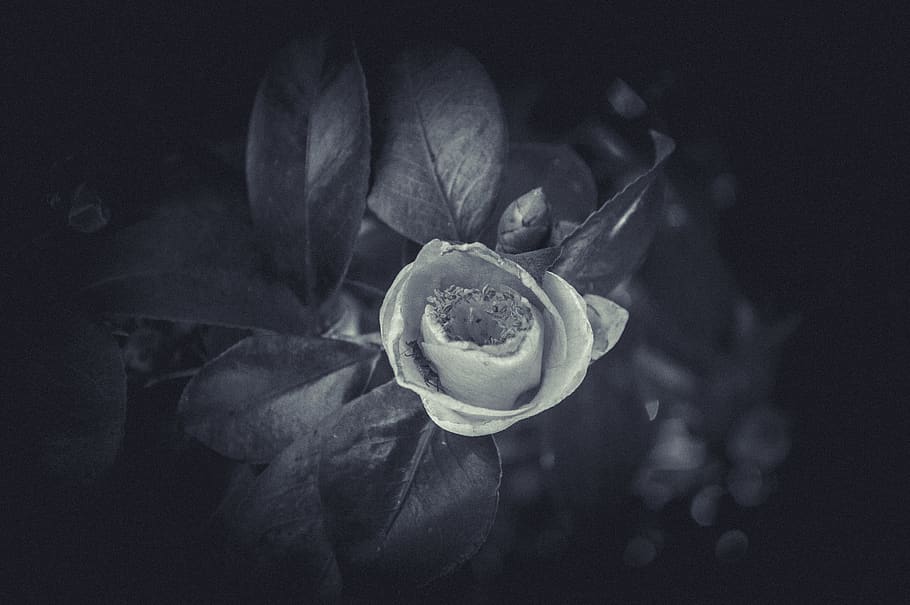 fores, flor, flores, nose, natural, viejo, old, pic, flower HD wallpaper